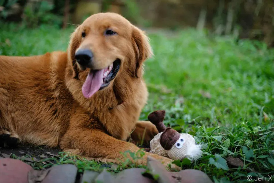 Chewy with his duckie